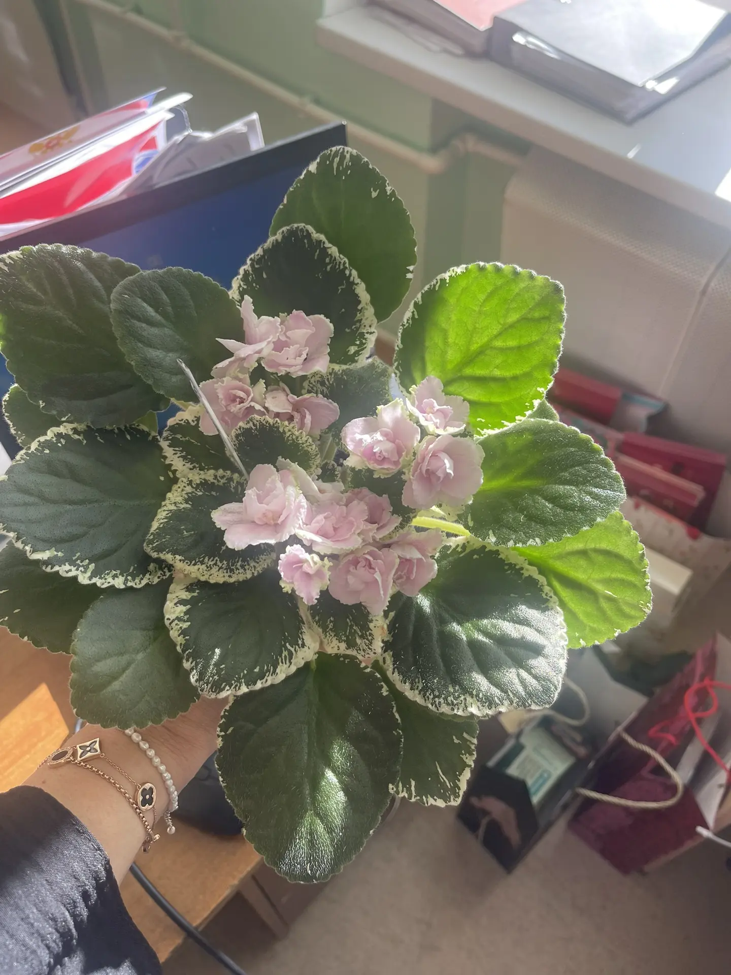 Божечки, посмотрите, какая прелесть 😍