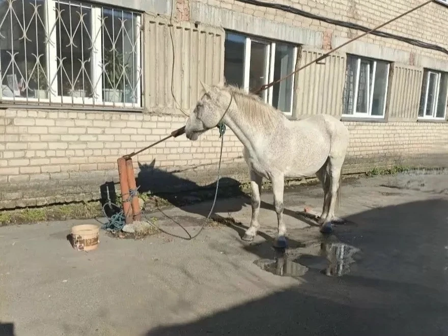 В Копейске полицейские вернули украденного коня