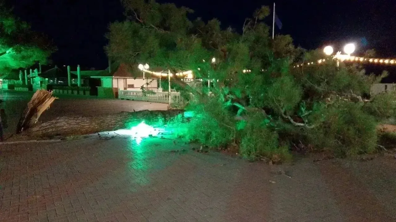 💨 В Геленджике ветер валит деревья и ветки