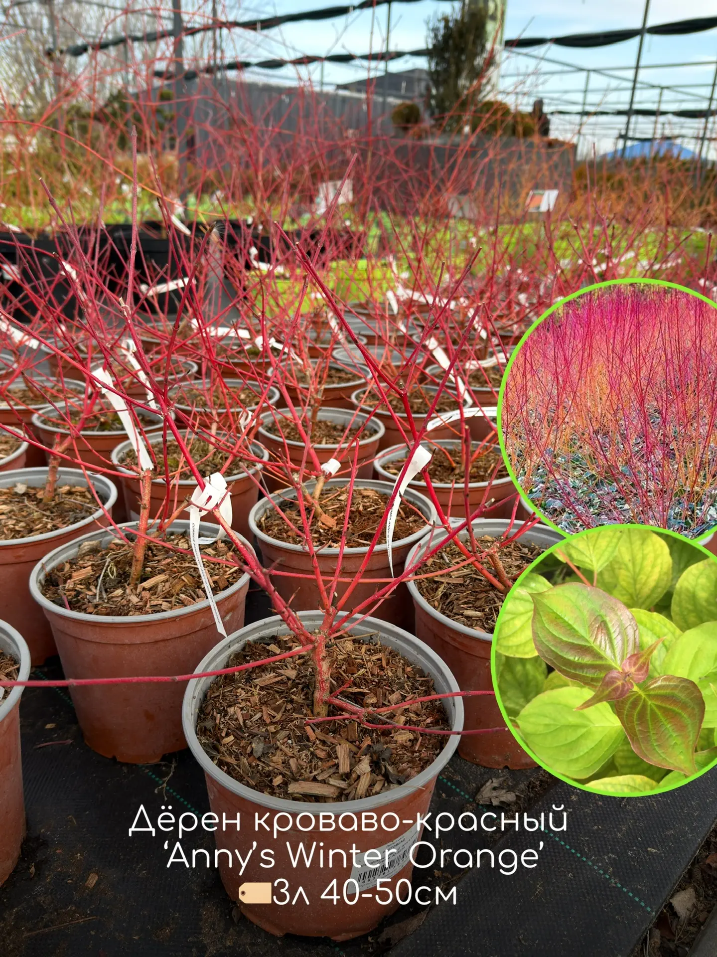 Дёрен - один из самых ярких и декоративных кустарников круглый год! ⠀ У многих сортов дерна очень кр