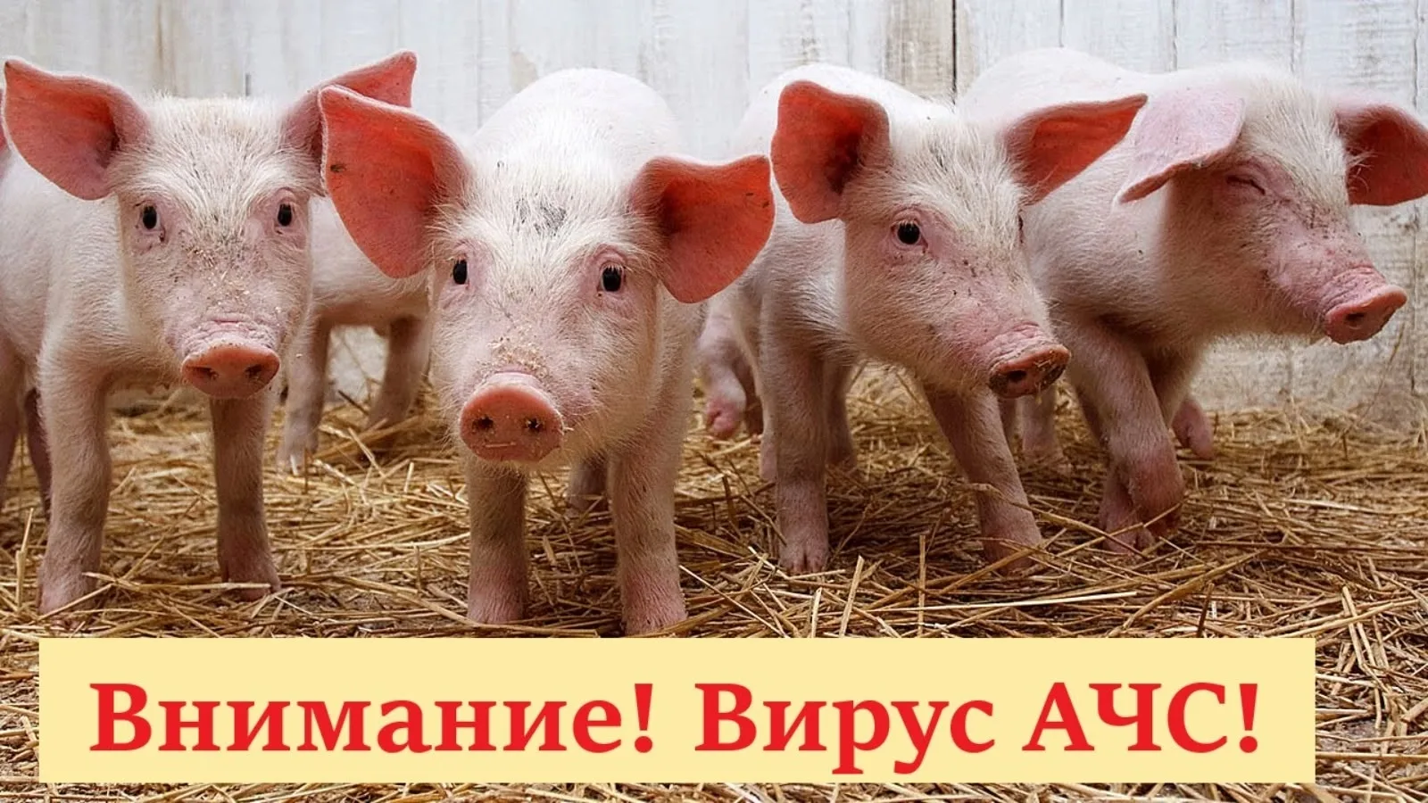Африканская чума свиней (АЧС) – это высоко заразная инфекционная болезнь домашних свине...