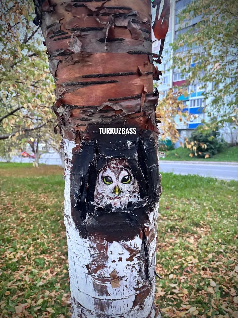 🐦 Птицы и зверьки облюбовали проспект Строителей в Прокопьевске