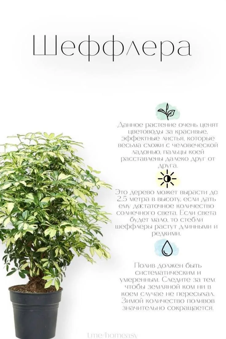 Шеффлера