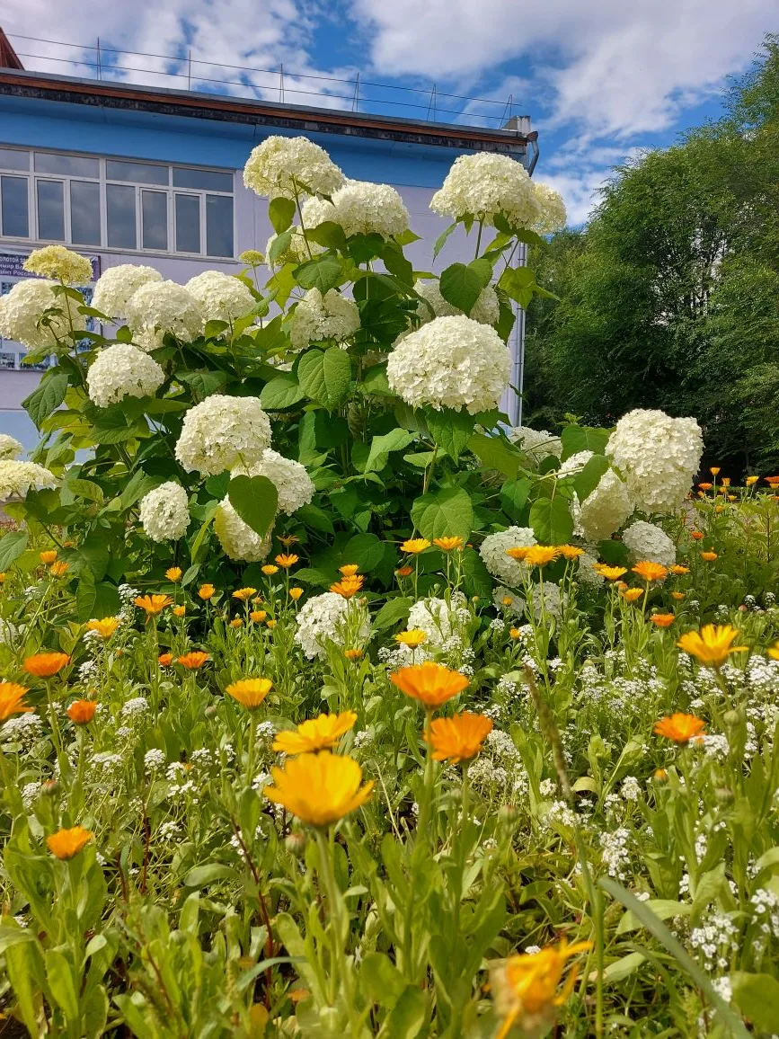 Наш цветущий сад🌸☘️🌸