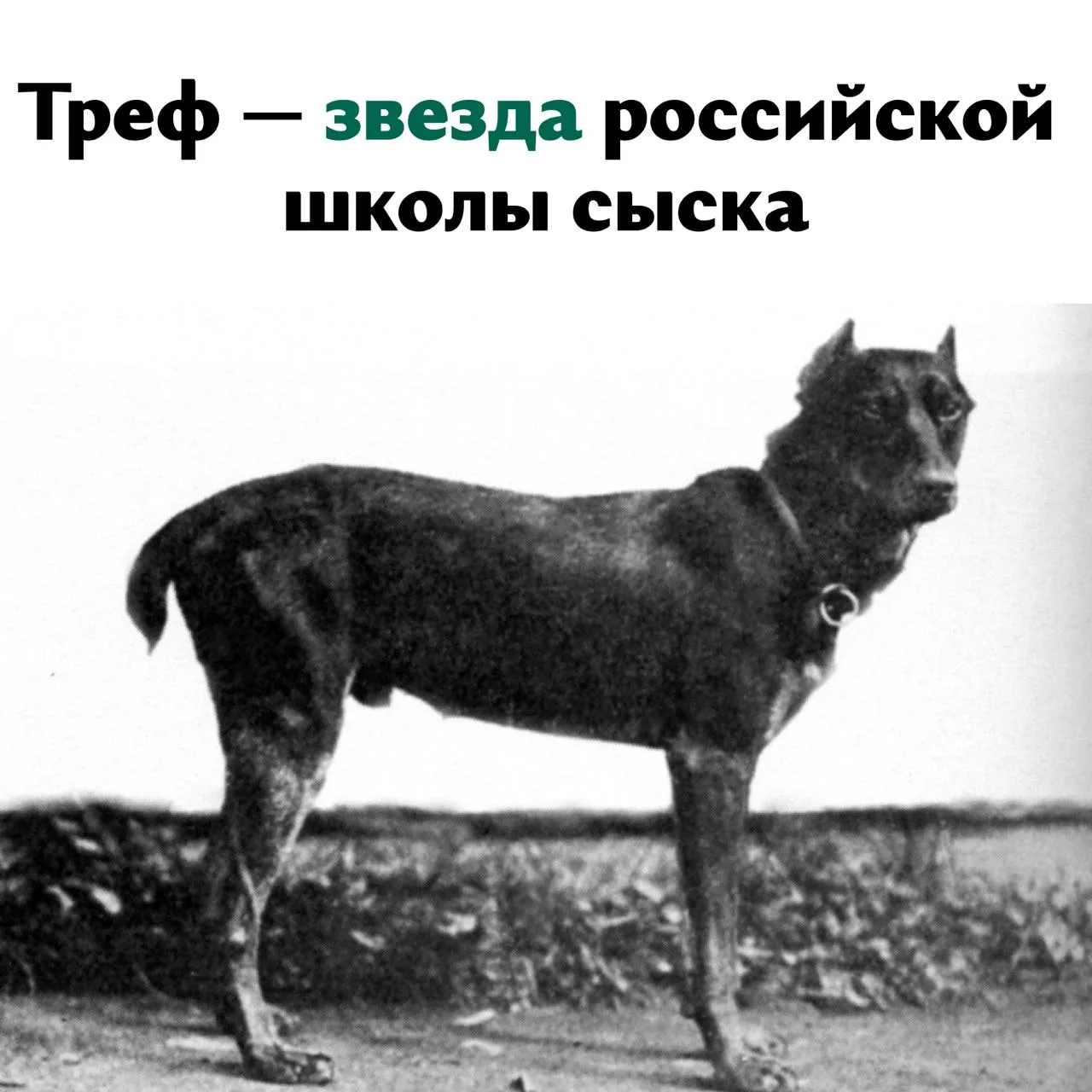 Если бы вы снимали кино: как бы назвали художественный фильм про Трефа и его хозяина?🧐
