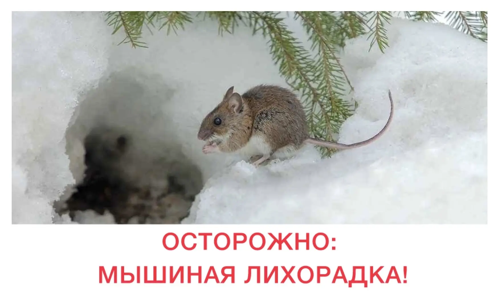 👩🏻‍🌾🌾В преддверии начала садово-огородного сезона напомним о важности профилактики ...