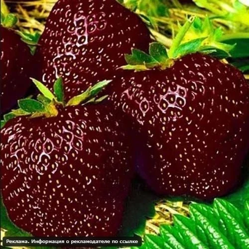 🔥 ХИТ ДАЧНОГО СЕЗОНА 2026 🔥  🌿 Саженцы, которые разбирают тысячами! 🍓 Сладкая клубника 🍇 Морозостойк
