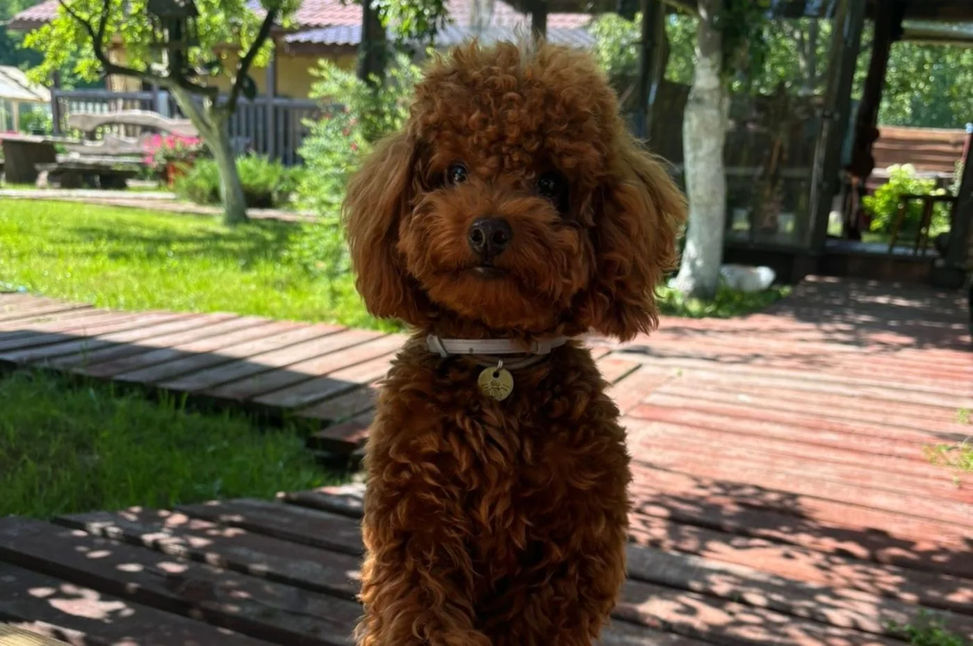 🐶 Ежегодно 2 июля во многих странах мира отмечается неофициальный, но любимый миллионами людей праз
