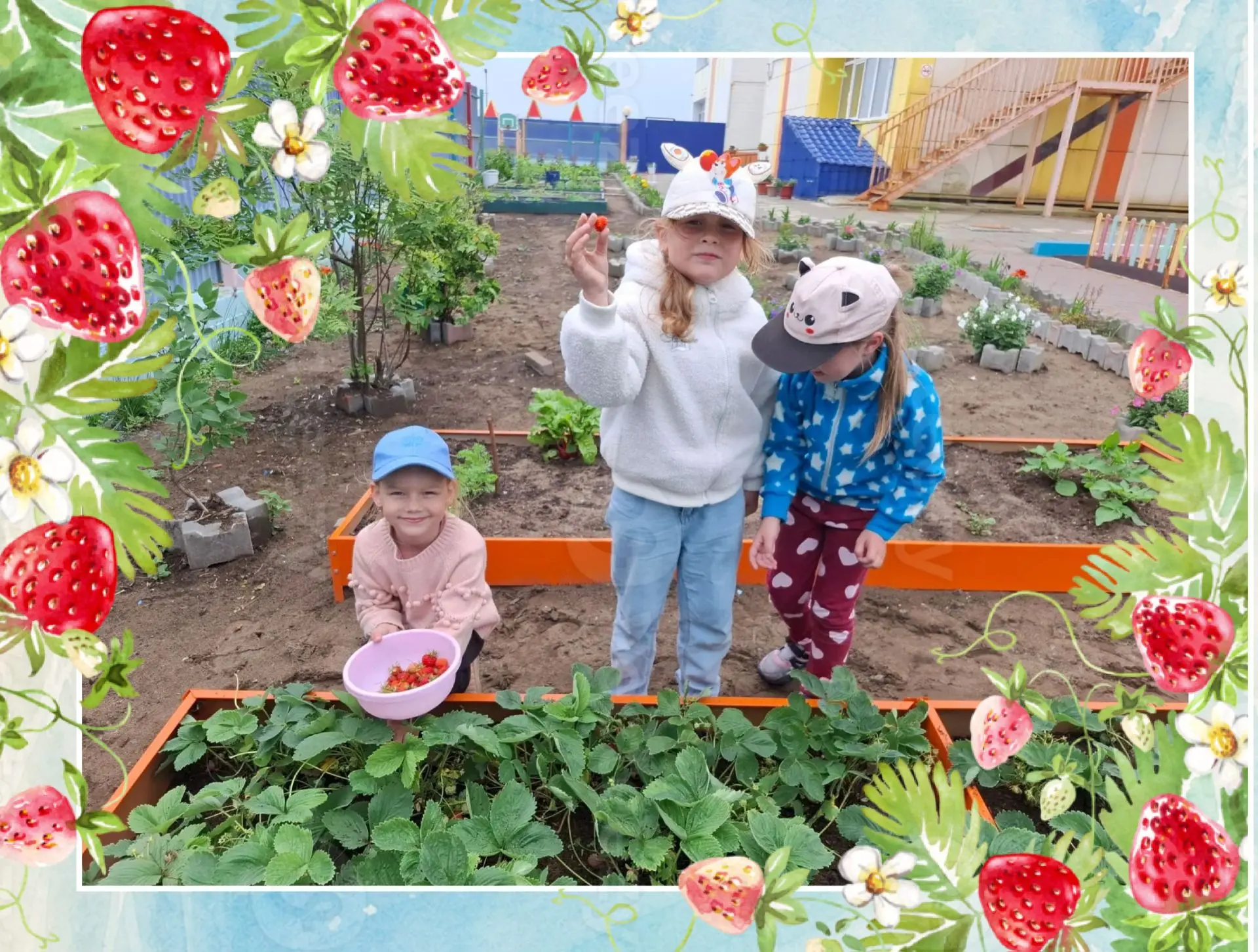 Первый урожай клубники 🍓