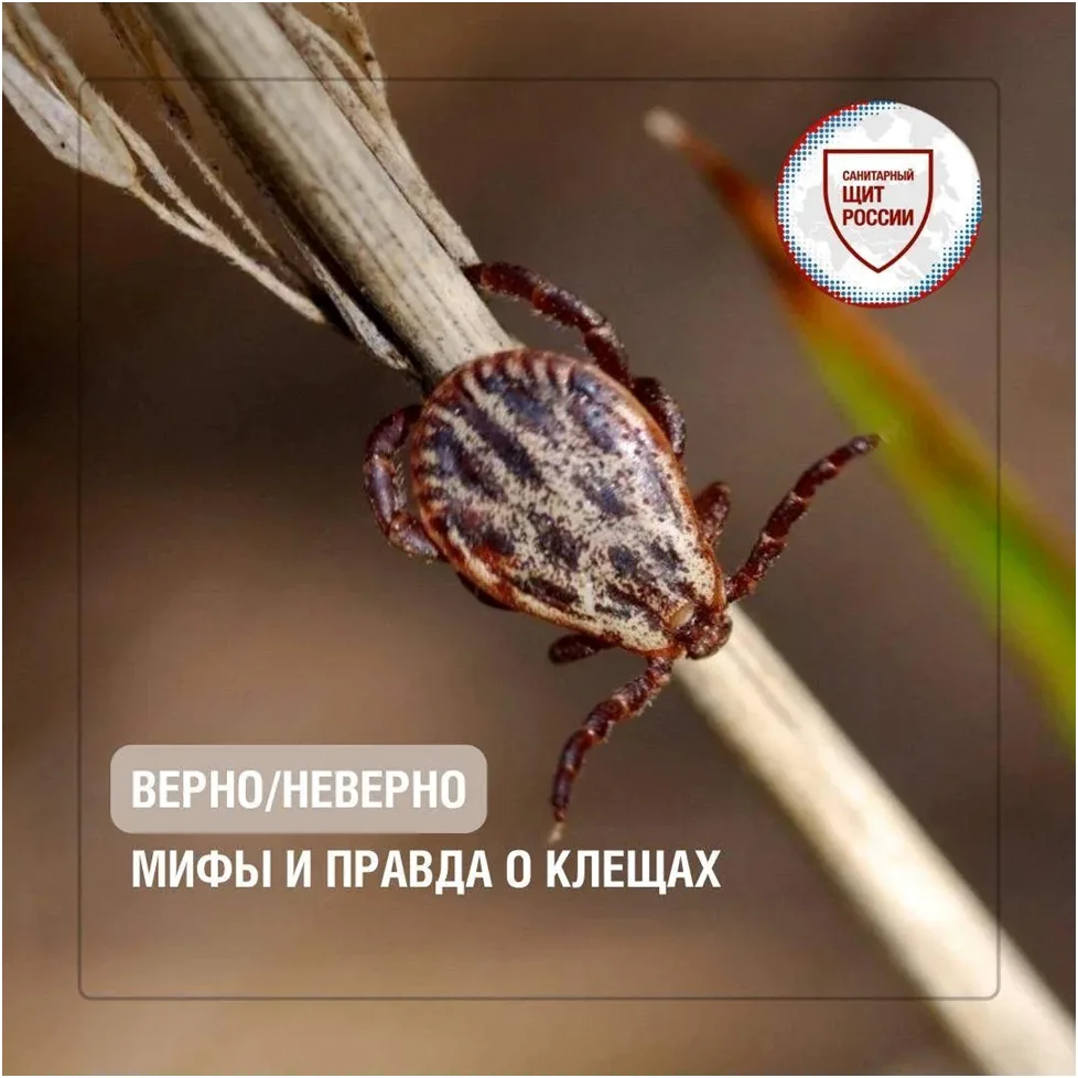 Проверяем, что из этого правда✅.
1 – Миф
Клещи относятся к классу паукообразных, подклассу членистон