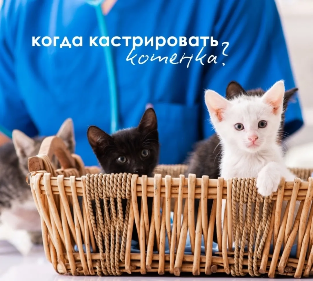 Каждый заботливый владелец котенка рано или поздно сталкивается с вопросом кастрации. Э...