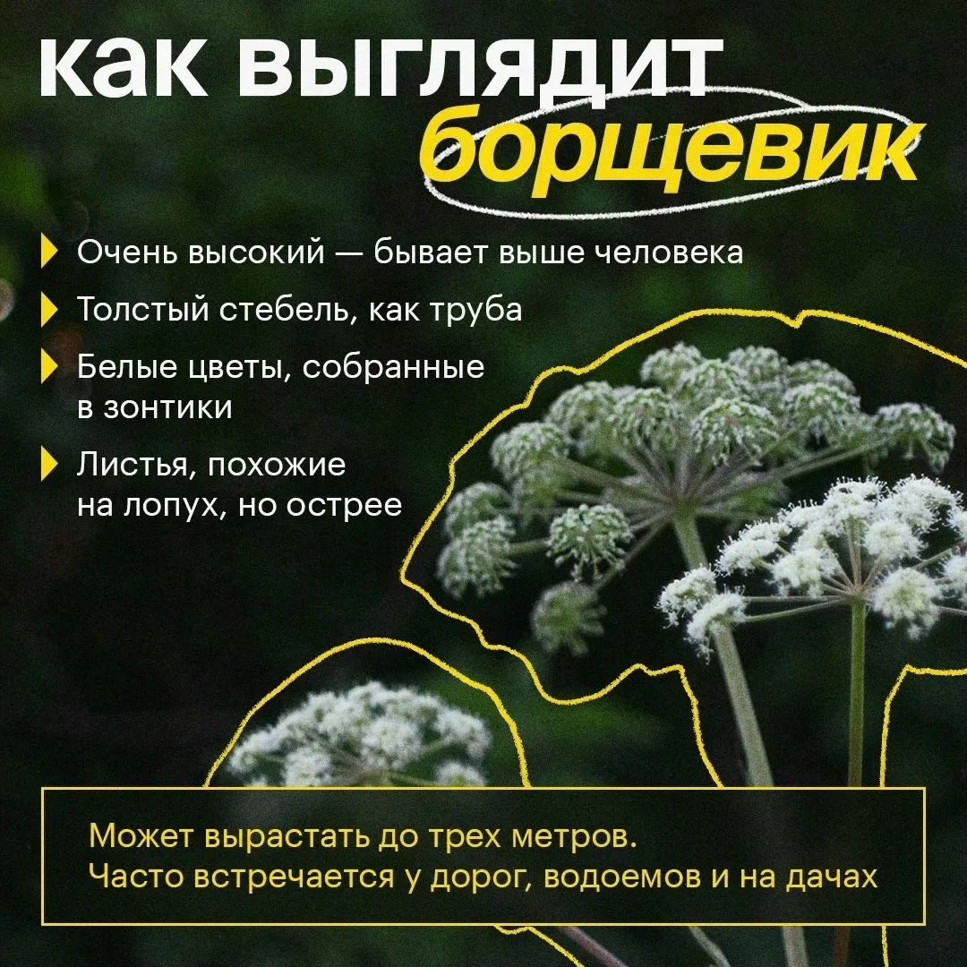 🌿 Борщевик: растение, которое может быть опасным
