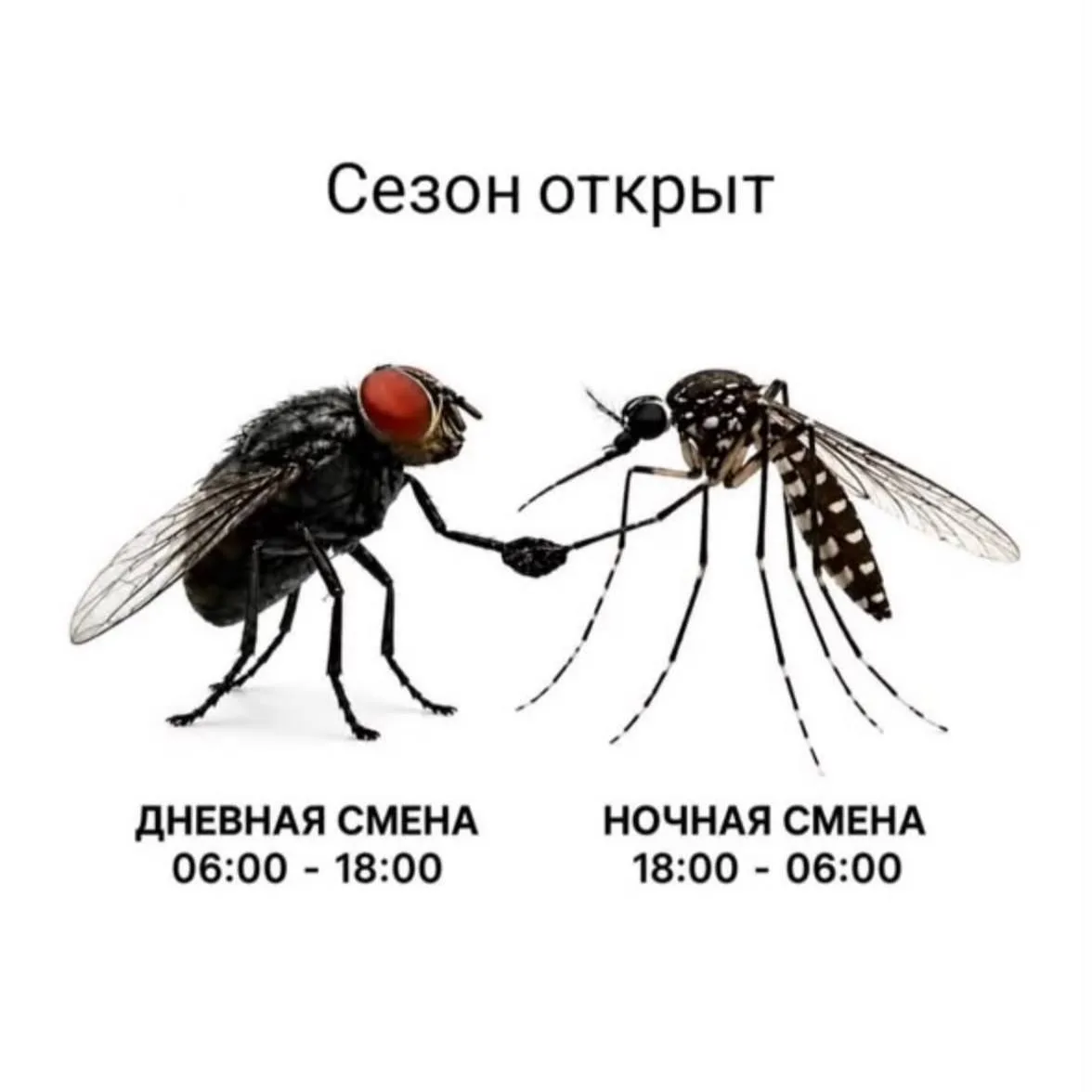Кто бы отправил их на удаленку?😁