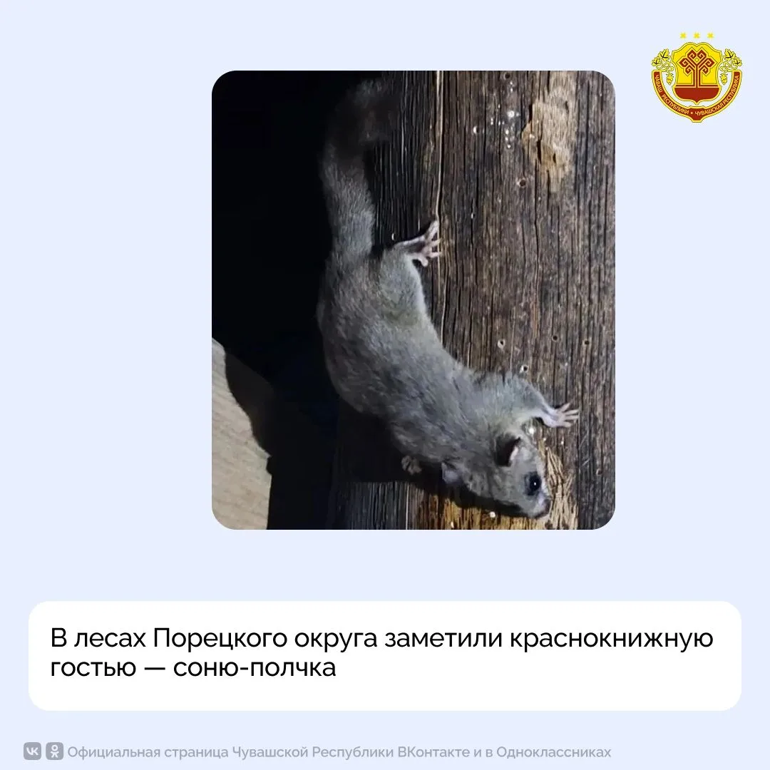 На территории Порецкого округа инспектор Дирекции по охране и использованию животного м...