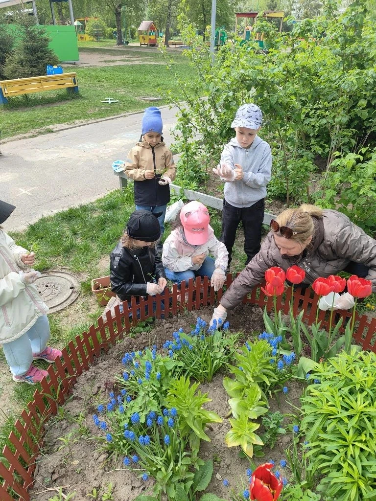 Ребята из группы "Светлячок" посадили рассаду цветов на клумбу. Саженцы они вырастили в...