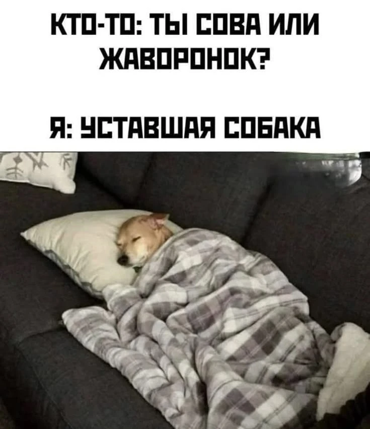 Подпишись, чтобы не потерять👇
Тёплый гусь• Юмор