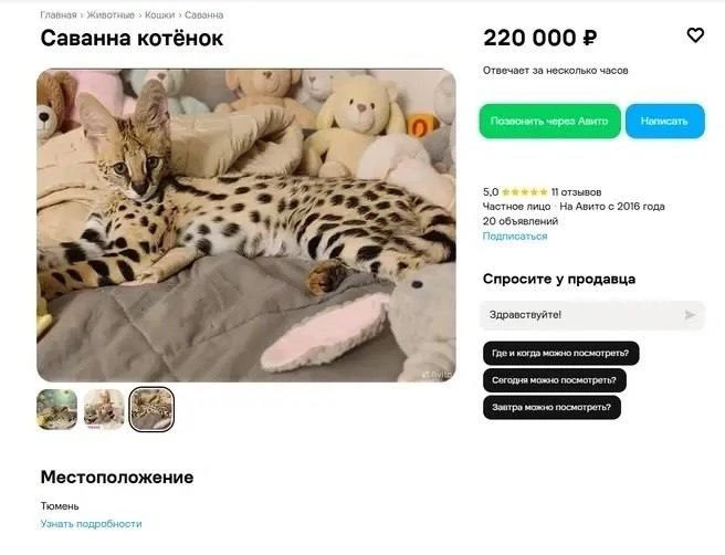 Котенка в Тюмени продают за 220 тысяч рублей 😳