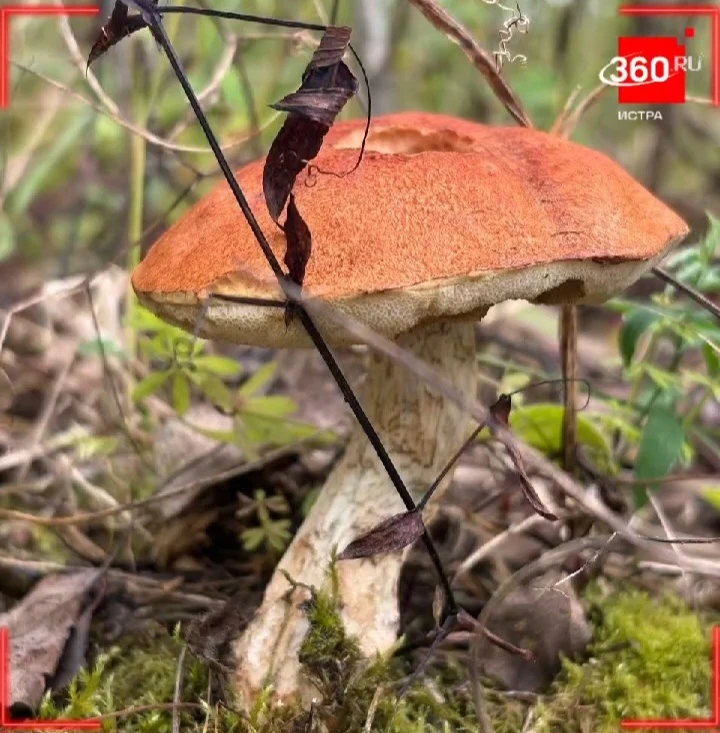 Кто сказал, что погода плохая? Самое то для грибочков!
