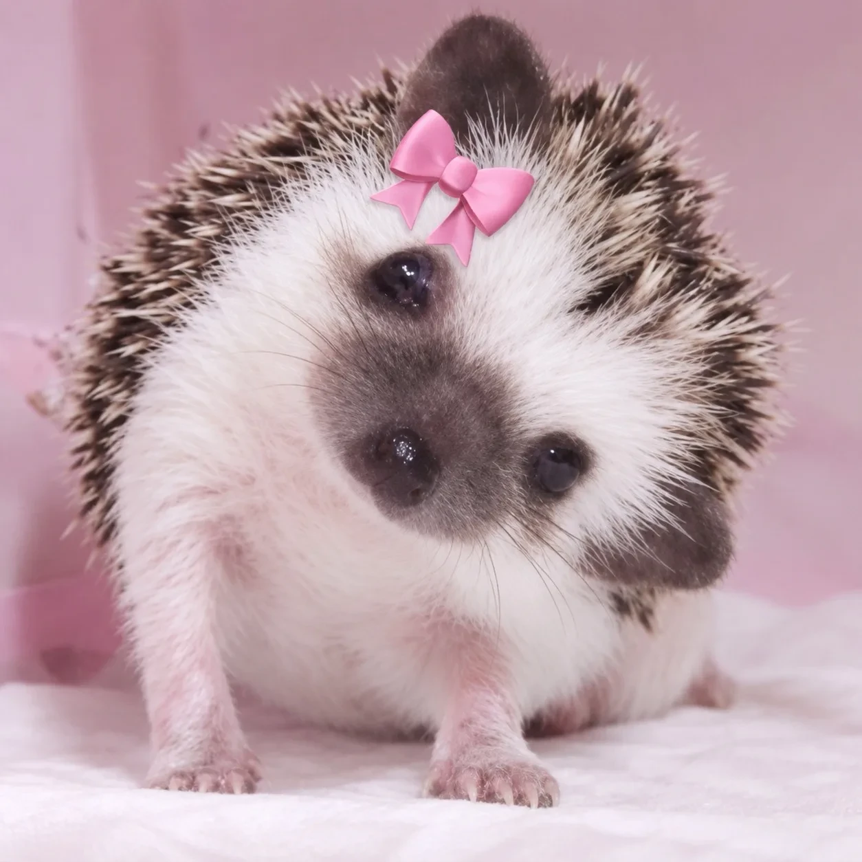 Милые авы с ёжиками 🦔