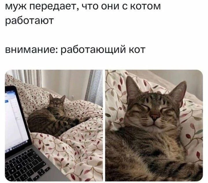 Работающий кот