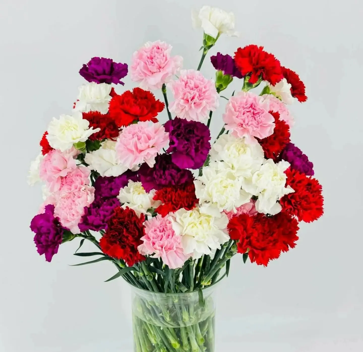 Гвоздика в разных цветах 180₽ 🌺