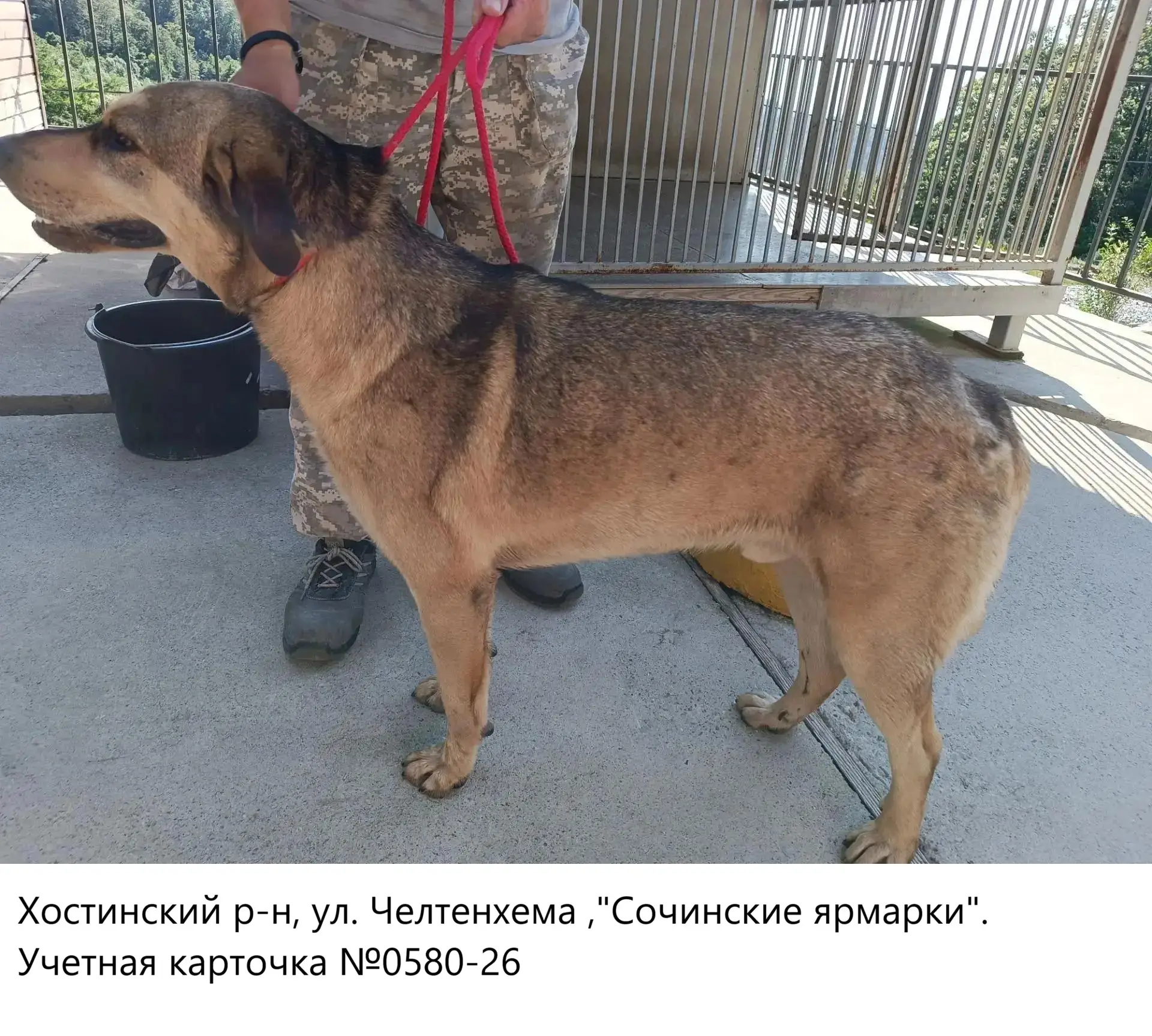 24.07.2026 был отлов собак по адресам: