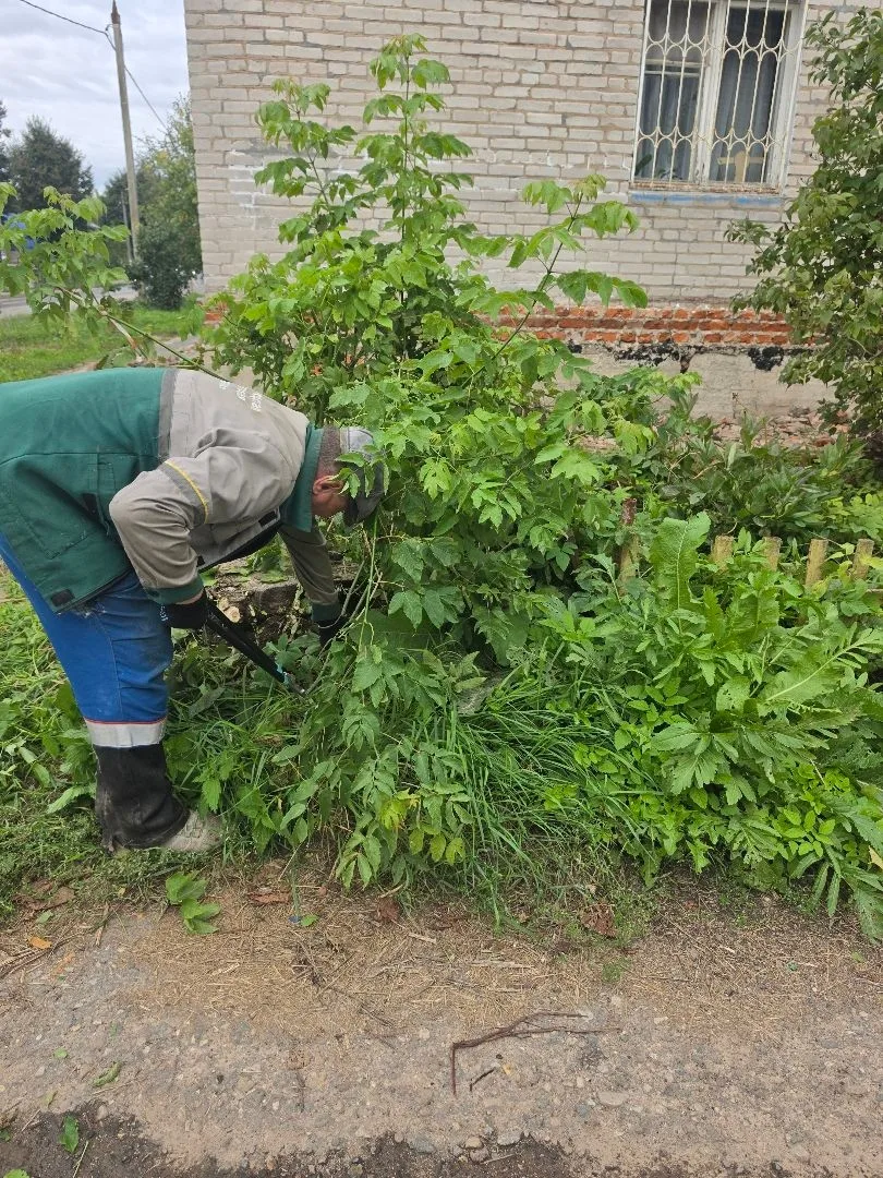 🌿 Вырезка поросли во дворах