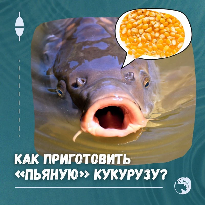 👍 Карп, сазан, амур, карась, линь, толстолобик и другие виды рыб уважают эту кукурузу ...