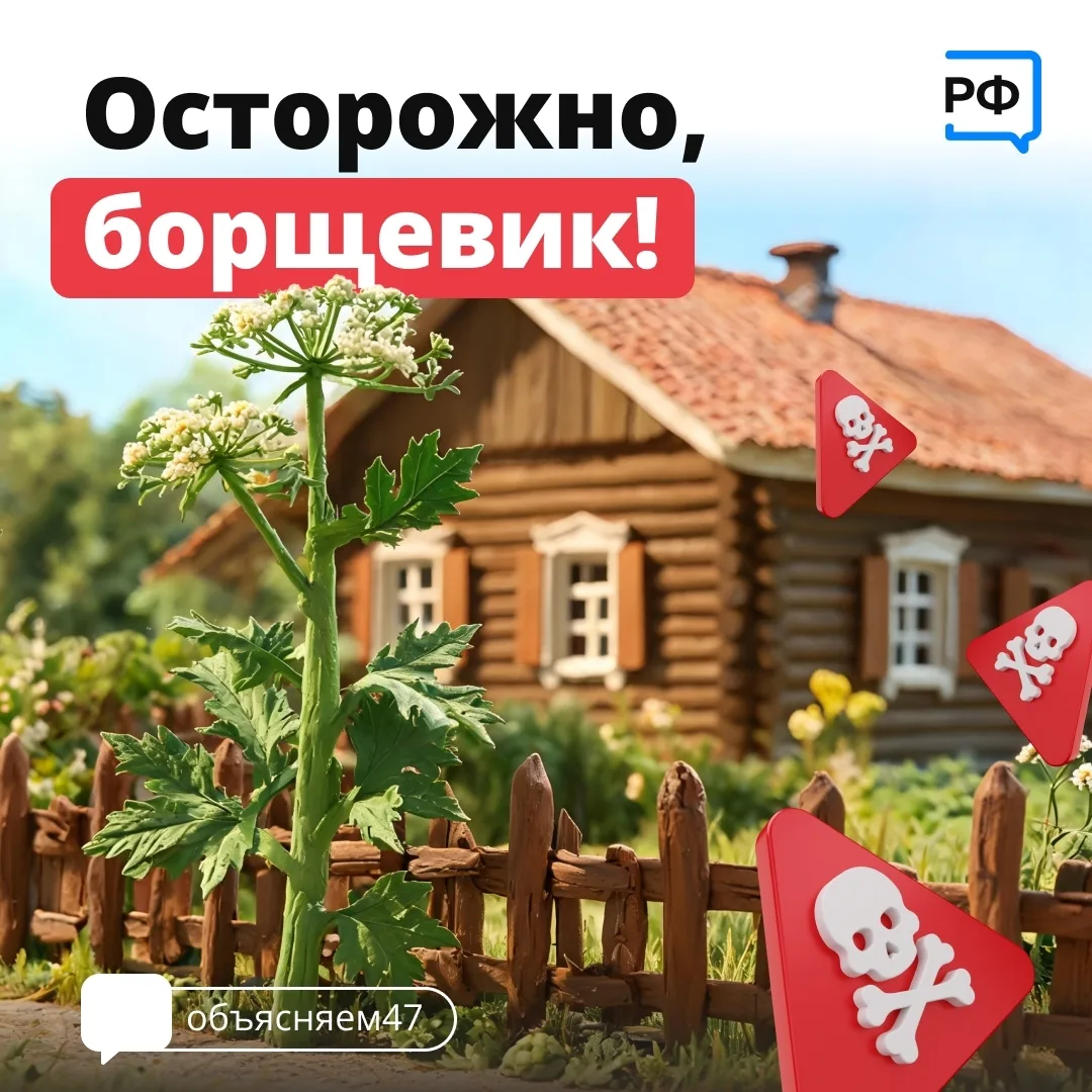 В начале июля в Ленинградской области зацветает борщевик Сосновского, и это значит, что...