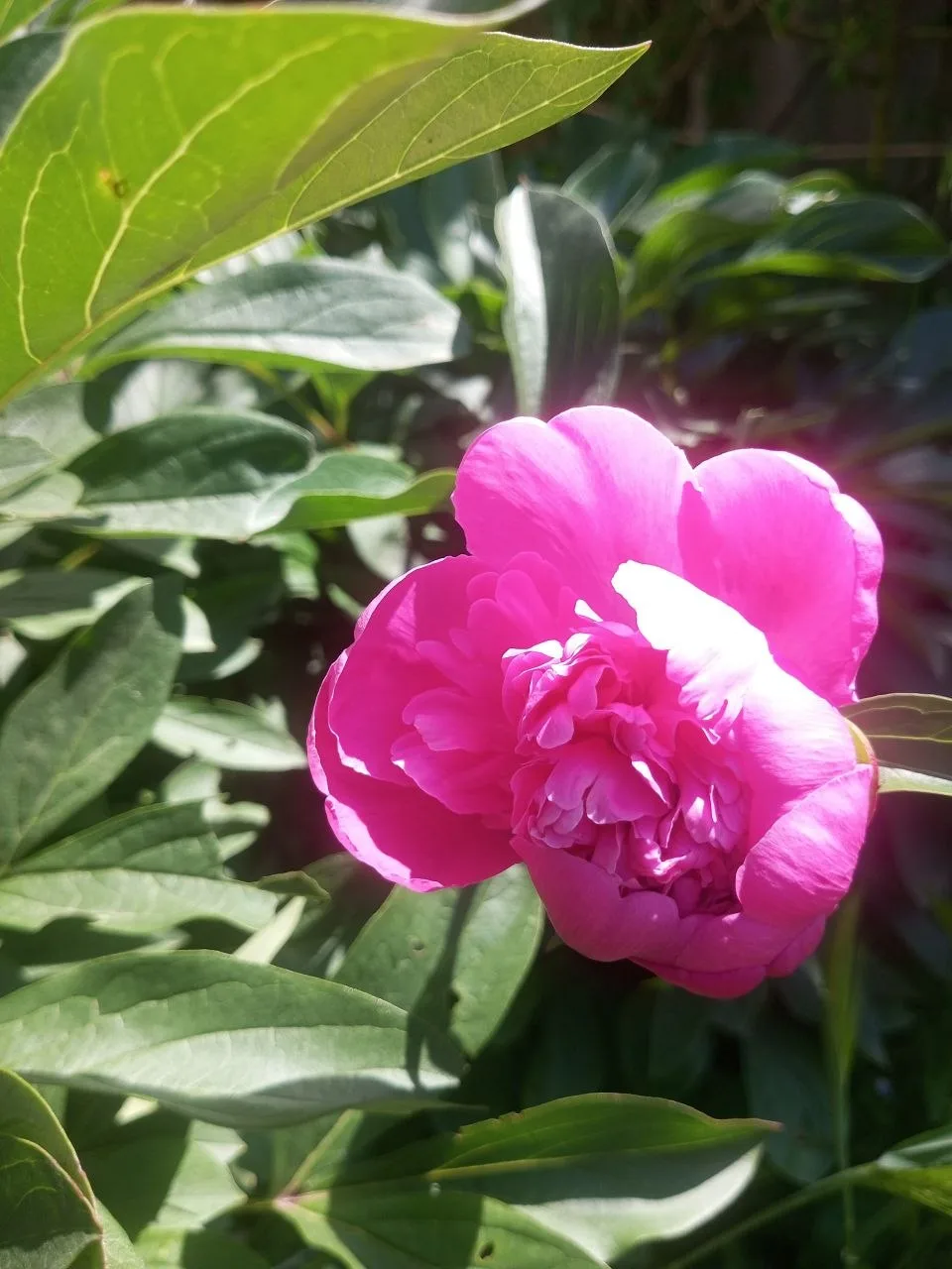 🌺Пока вы вовсю отдыхаете и строите планы на грядущую неделю, мы продолжаем цветочные выходные.  Ваше