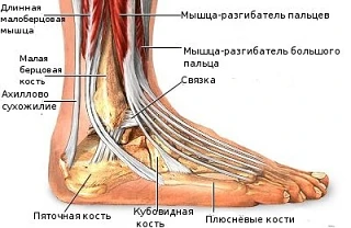 СПОСОБЫ УКРЕПЛЕНИЯ СВЯЗОК СТОПЫ 🦶

Как уберечь ногу от подворачивания и вывиха, какие существуют уп