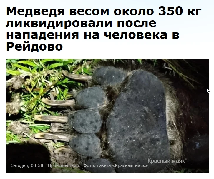 Медведь проник на частное подворье на Курилах и попытался забраться в курятник. Увидев ...