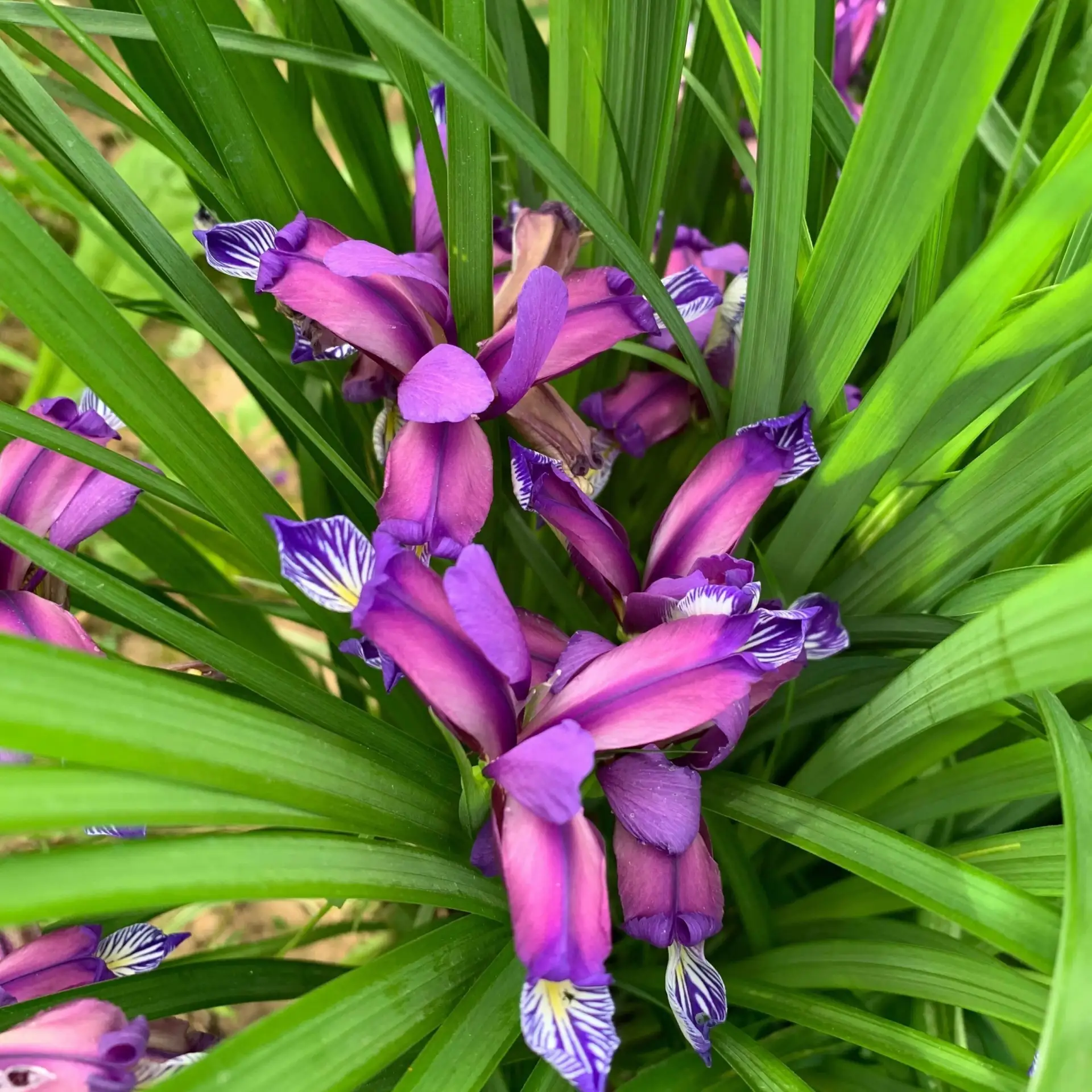 🌿Iris graminea (Ирис злаковидный) — вид цветкового растения, относящийся к подроду Lim...