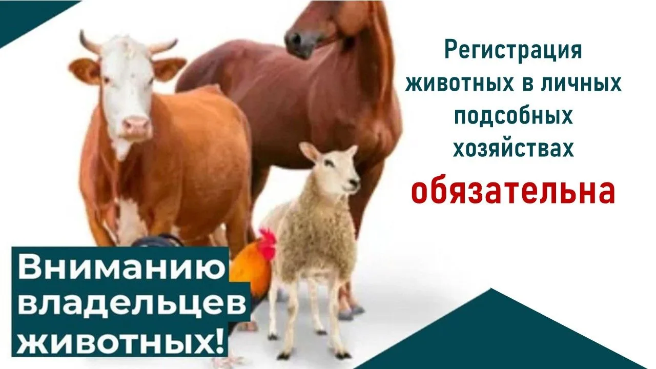 Минсельхоз ЛНР напоминает: регистрация животных в личных подсобных хозяйствах обязательна