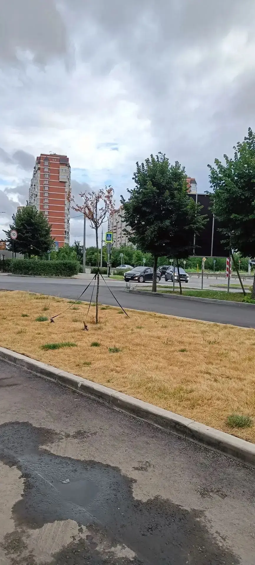 Газон и несколько деревьев полностью высохли😱
