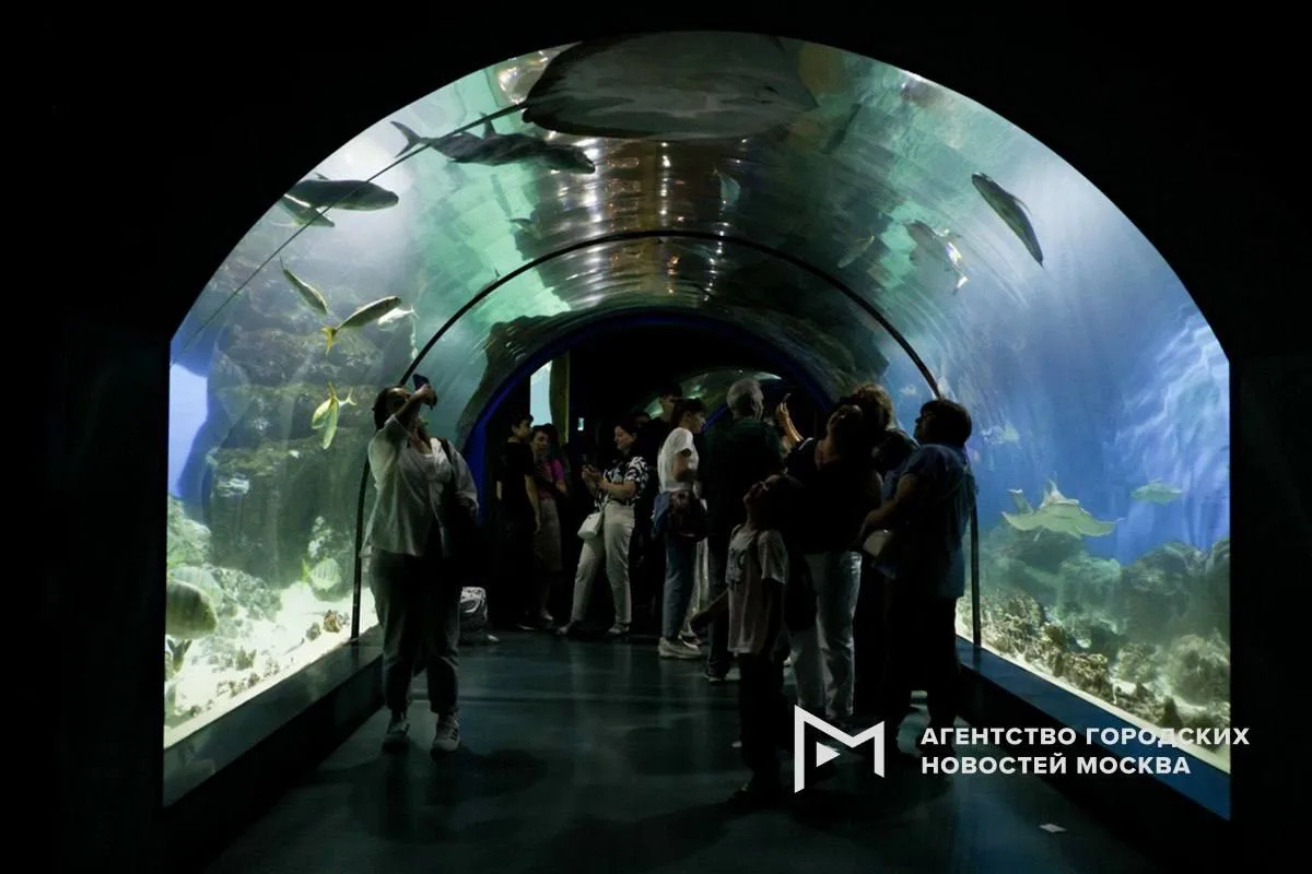 Открытую тренировку с дельфинчиками провели в «Москвариуме» на ВДНХ 🐬 

Милота!

Москва Детям • Афи