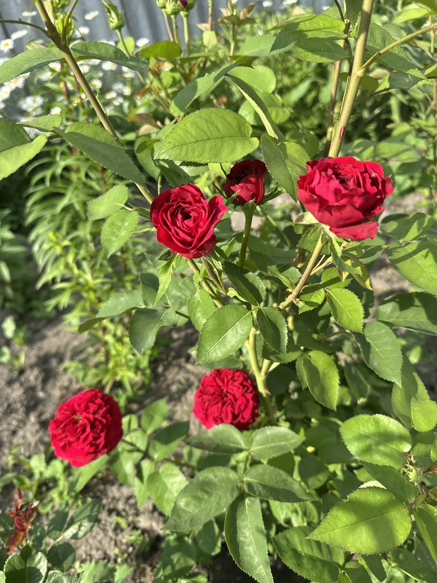 🌸Добрый деревенский денечек,наши дорогие друзья!!!🦋
Вот и понедельник,новая неделя и новые планы!П