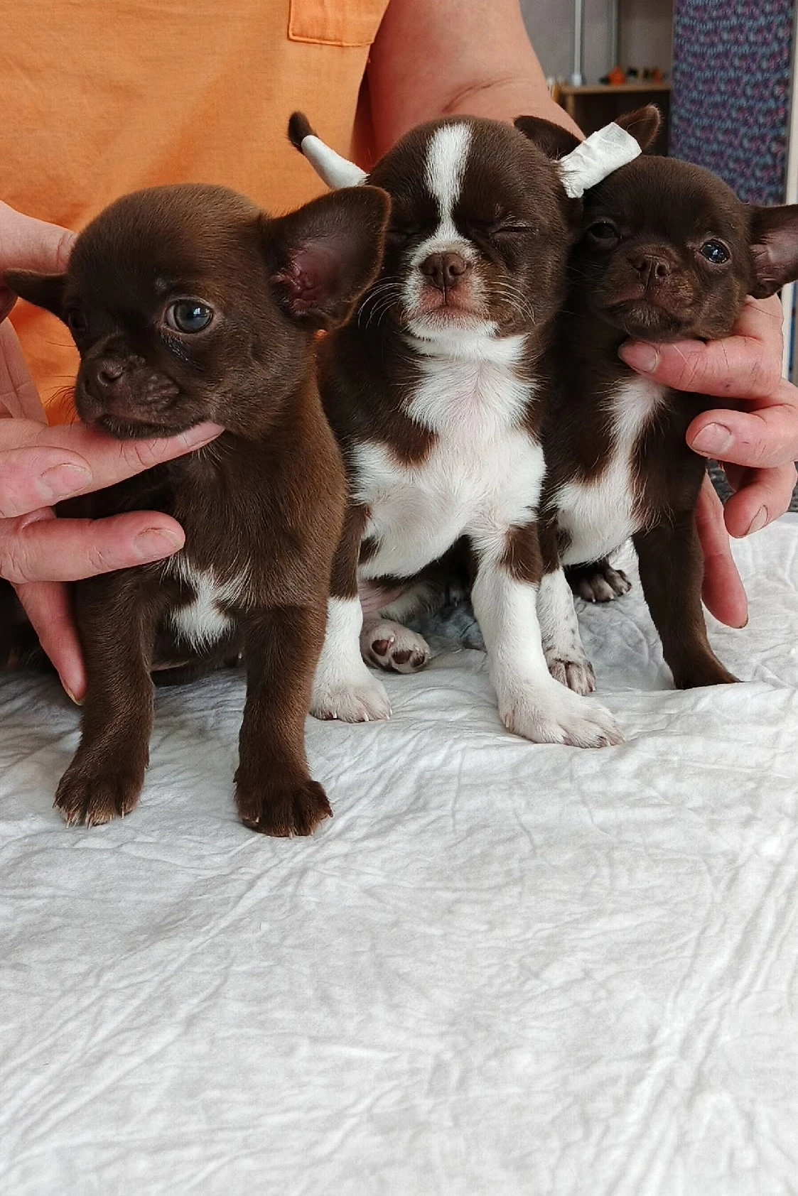 🌸☀️К нам на первую вакцинацию заглянули очаровательные щенки! 🐕🥰

✅👩‍⚕️Процедура прошла отлично 