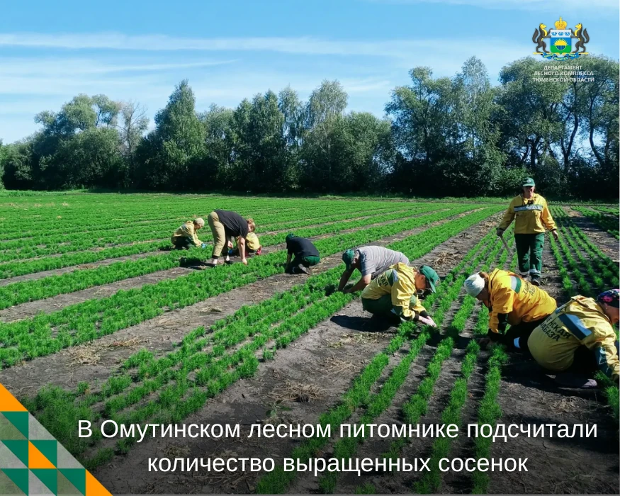 ✅ В Омутинском лесном питомнике завершили осеннюю инвентаризацию