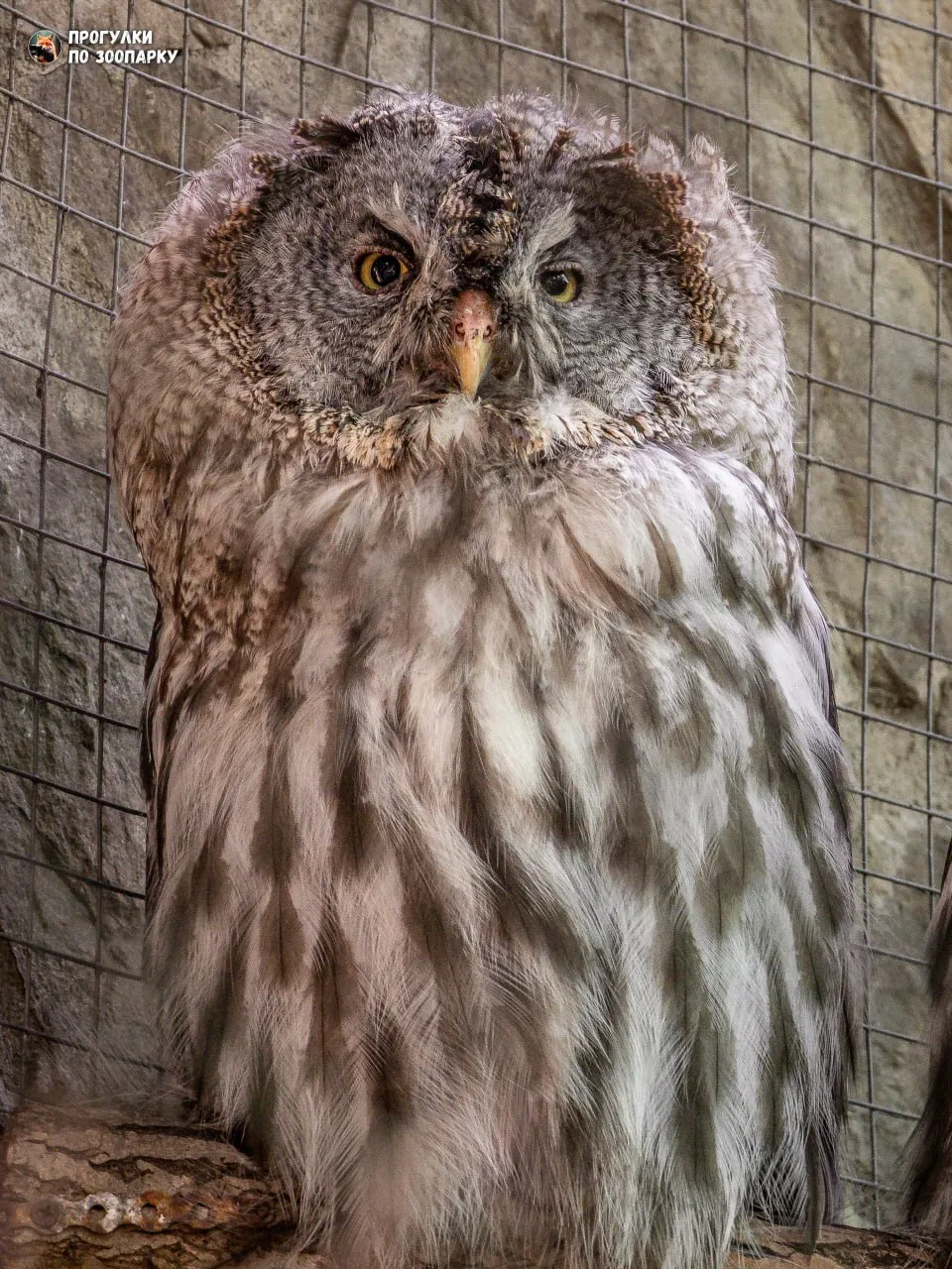 Бородатая неясыть🦉