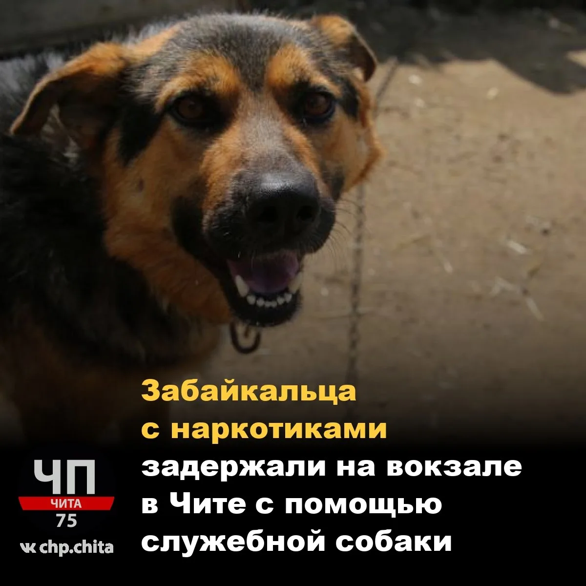 📣 Забайкальца с наркотиками задержали на вокзале в Чите с помощью служебной собаки