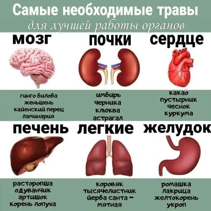 Лучшие травы для разных органов👍