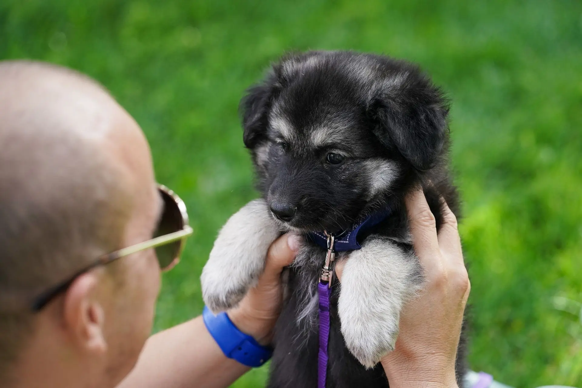 🐶Выставка-пристройство животных из городских приютов «Пушистый хвост» пройдет в парке ...
