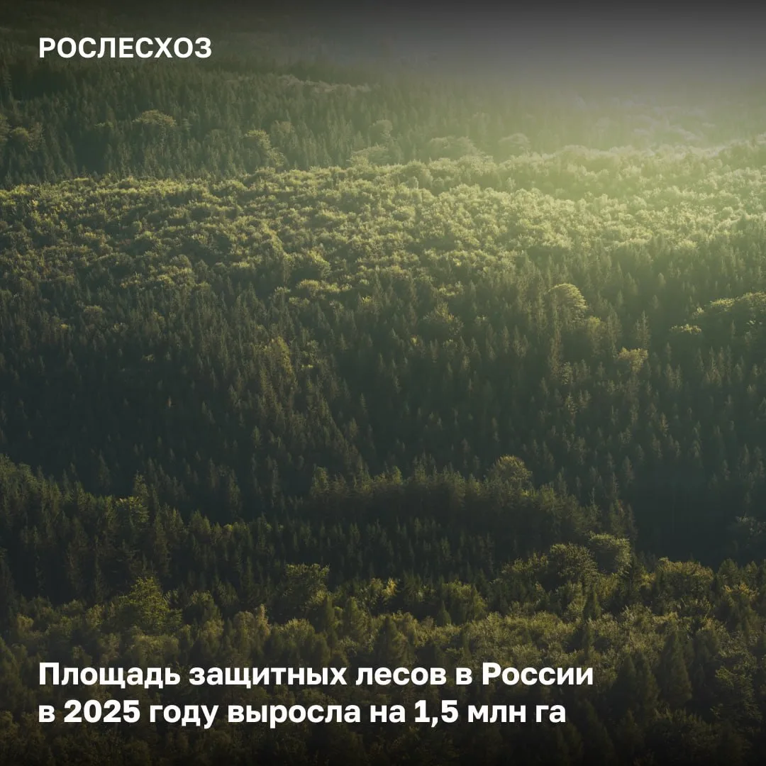 📌 По данным государственного лесного реестра всего в России насчитывается порядка 322 ...