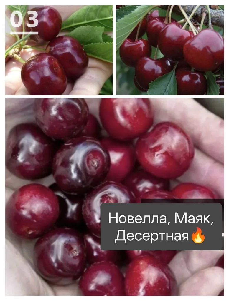 УРОЖАЙ МОЕЙ ВИШНИ. Осталось всего 35 кустов 🍒