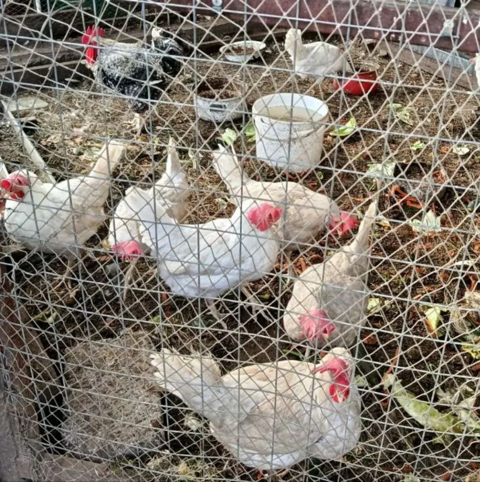 Продам Белореченских кур и петуха, цена 250 руб./шт. Доставка. 89141466436