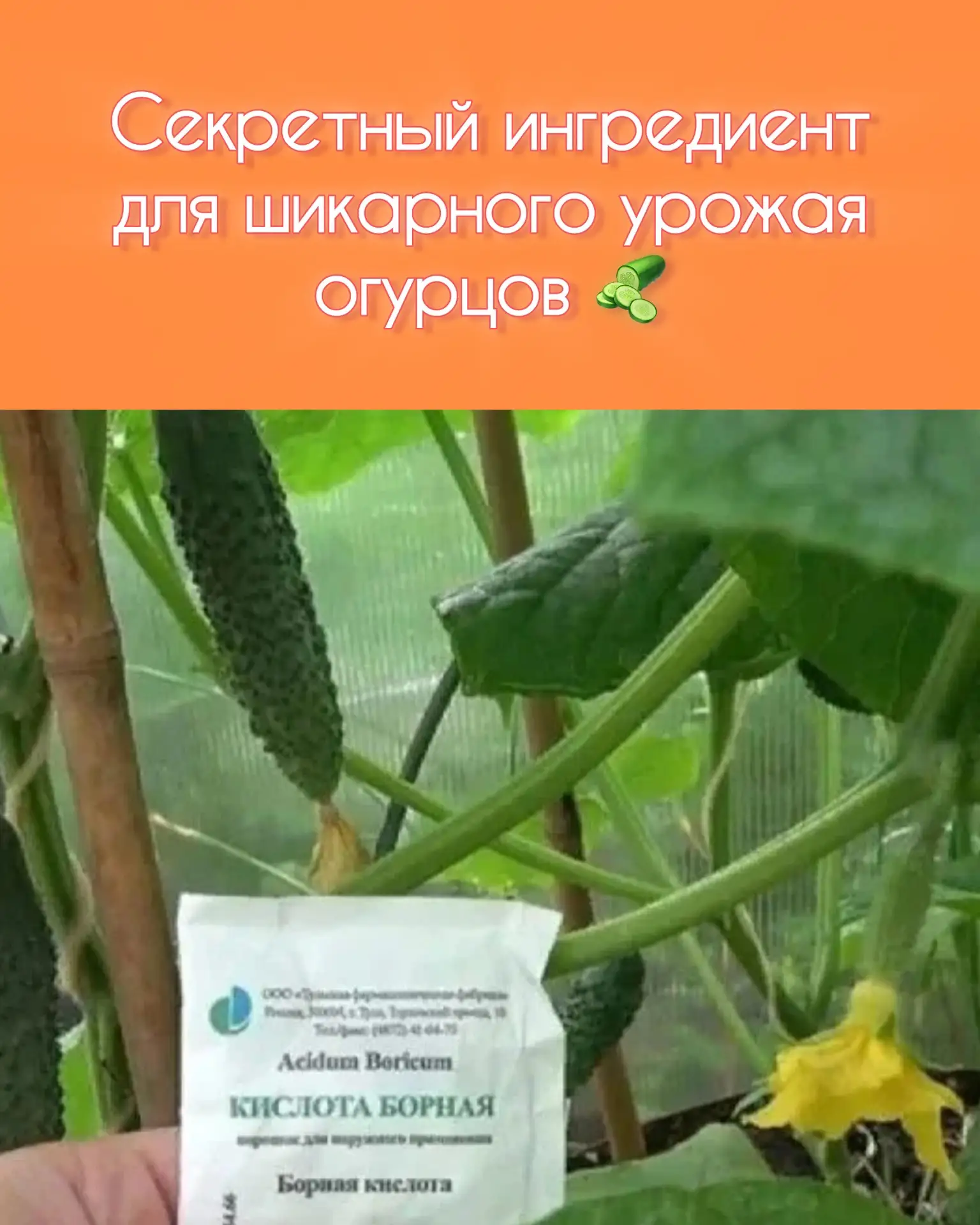 Борная кислота — секретный ингредиент для шикарного урожая огурцов! 🌱🥒

Хочешь, чтобы твои огурчик