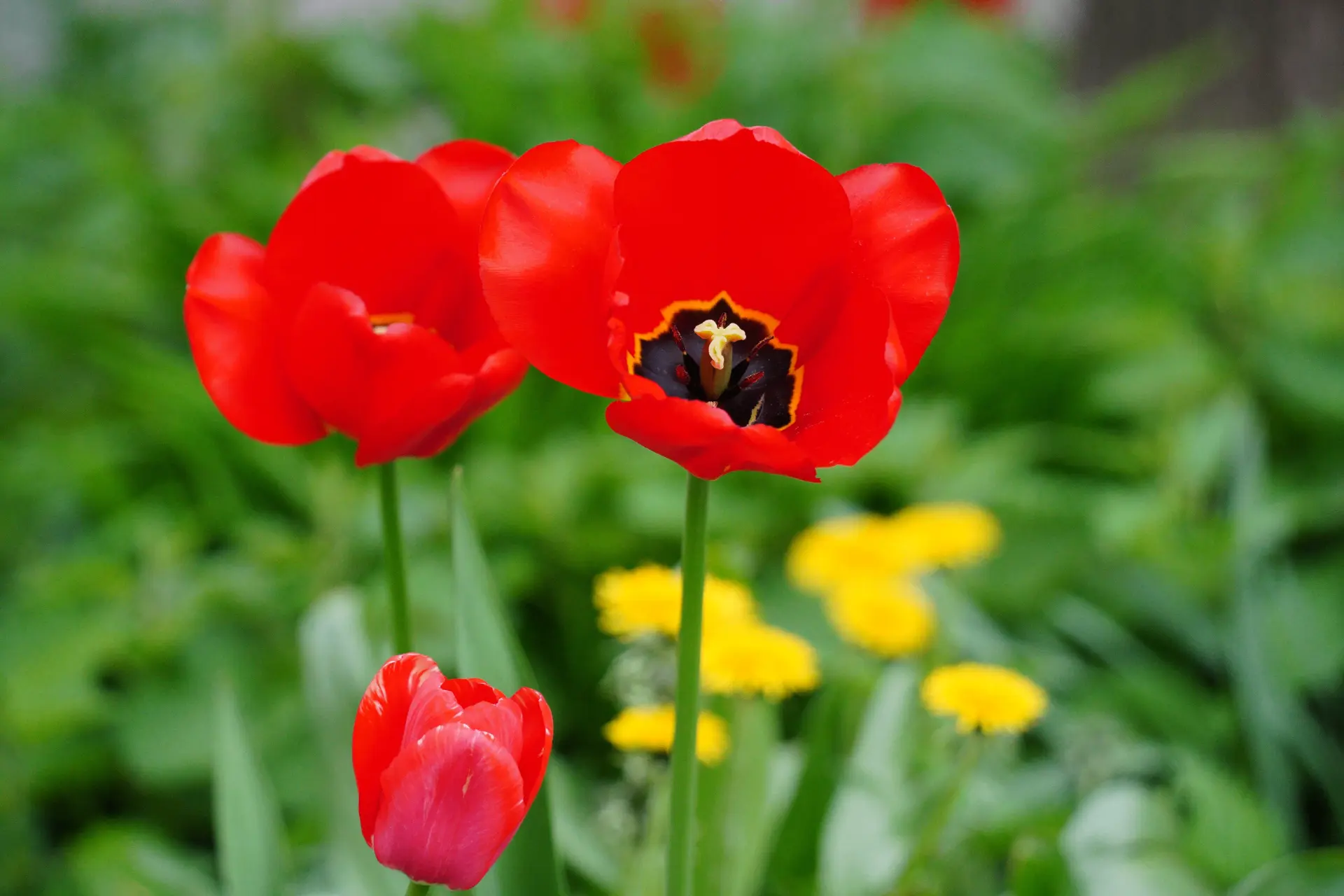 Ухудшение погоды не мешает Вологде цвести и радовать глаз 🌷