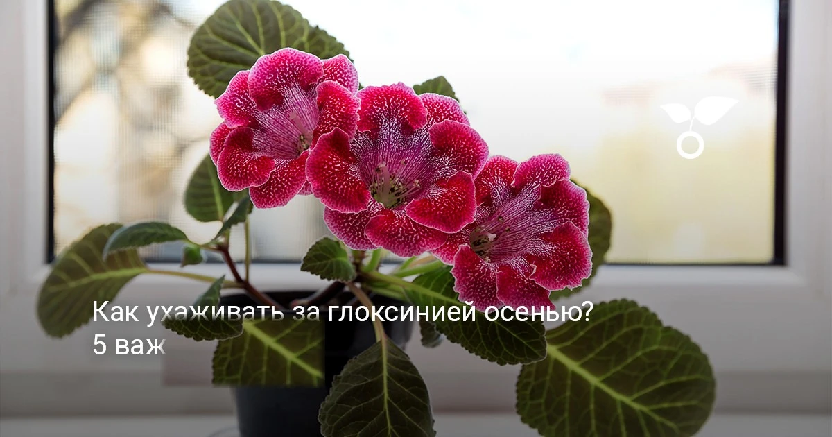 Глоксиния осенью 🌸