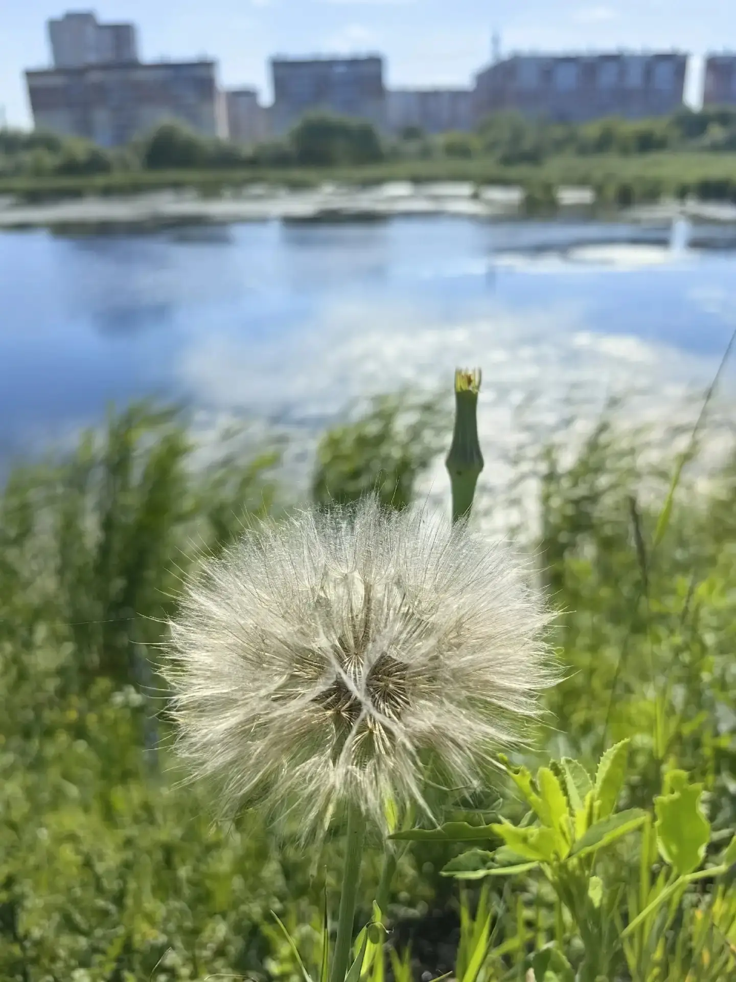 Июньский калейдоскоп 🌸☘

Снимала Елена Кубрак